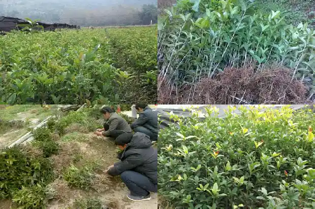 盆栽桂花树怎么过冬1686358694079