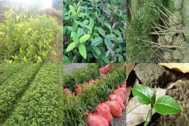 盆栽桂花树怎么过冬1686358694127