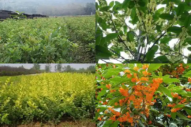桂花树几年开始开花结果呢1686358703565