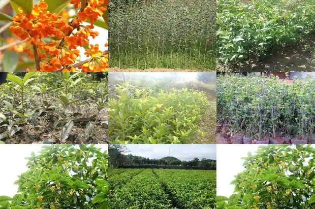 桂花树几年开始开花结果呢1686358703612