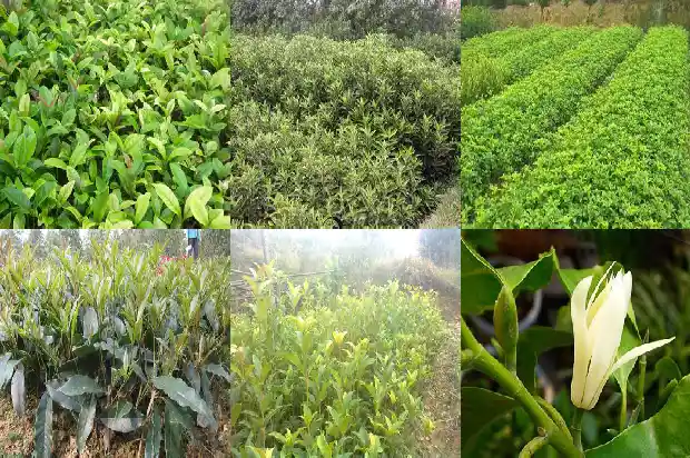 桂花树几年开始开花结果呢1686358703660