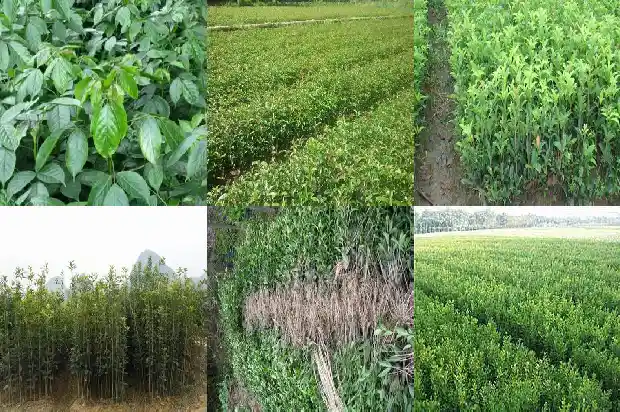 桂花苗种几年能开花?1690331755472
