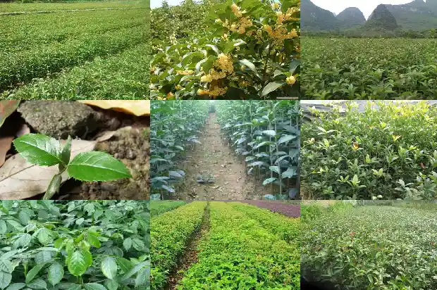 桂花盆栽技巧和方法1688347999831