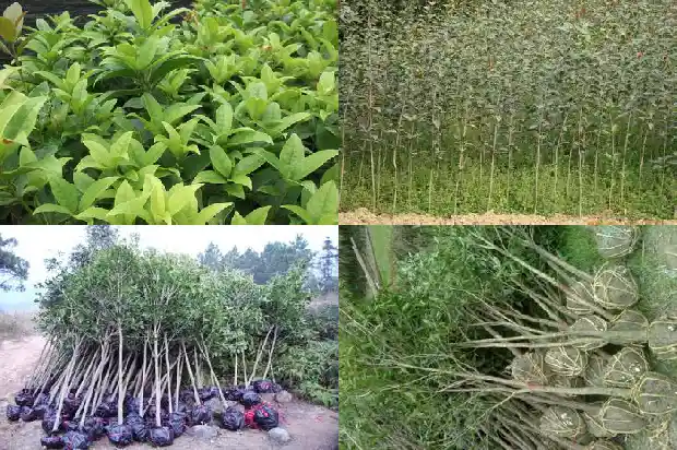四季桂花小苗价格多少钱一颗1690418174421