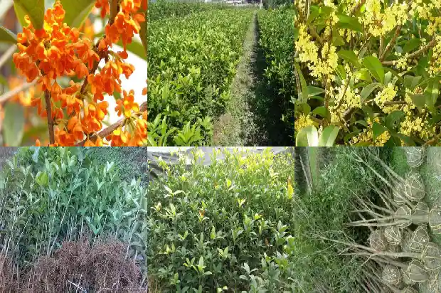 柳州桂花种植1690331848438