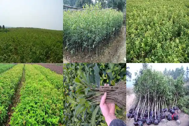 桂花树多开花秘方怎么用1688523711721