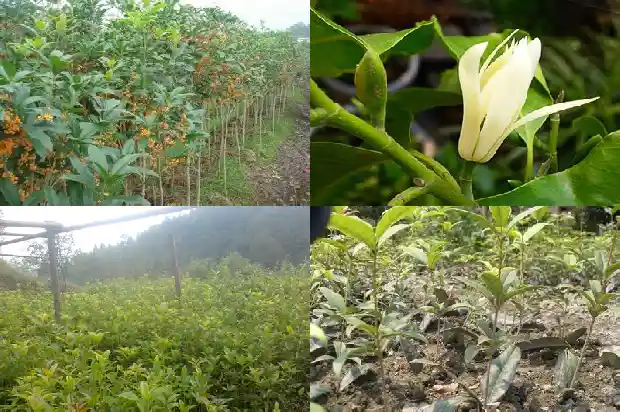 桂花盆栽种植方法和注意事项1688348032914