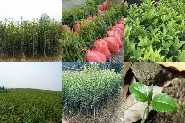 桂花树买什么品种好看又好养又好看1686358895296