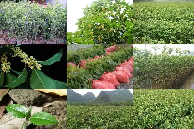 桂花树什么种最好看1686442193842