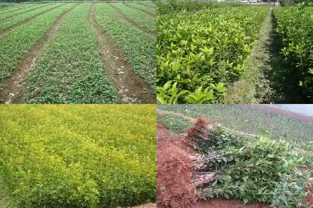 桂花树什么种最好看1686442193938