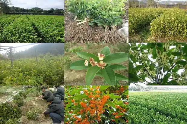 桂花树什么种最好看1686442193985