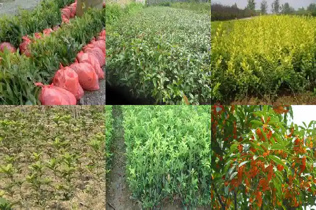 桂花树哪个品种种到家里最好呢1686442249372