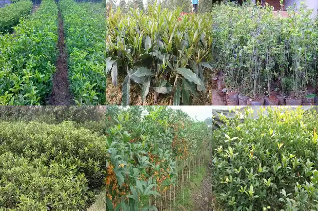 桂花树哪个品种种到家里最好呢1686442249419