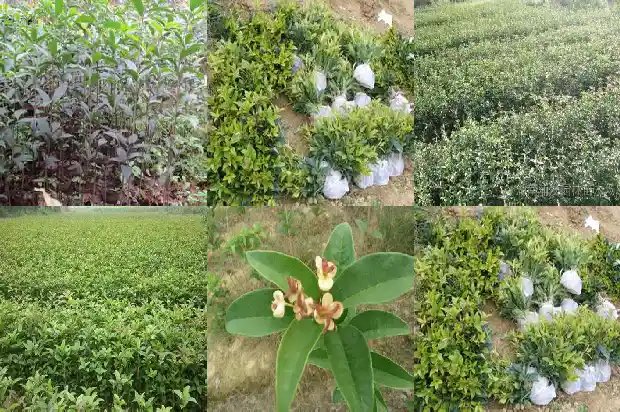 桂花树哪个品种种到家里最好呢1686442249467