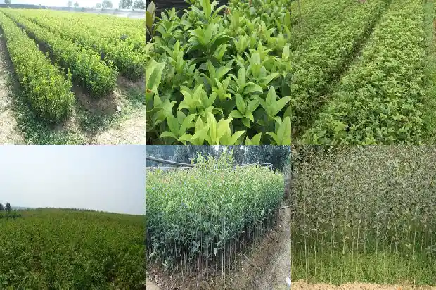 桂花树哪个品种种到家里最好看1686442282940