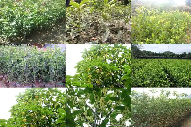 桂花树哪个品种种到家里最好看1686442282987