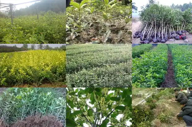 桂花树买哪个品种好看又好养1686442309667