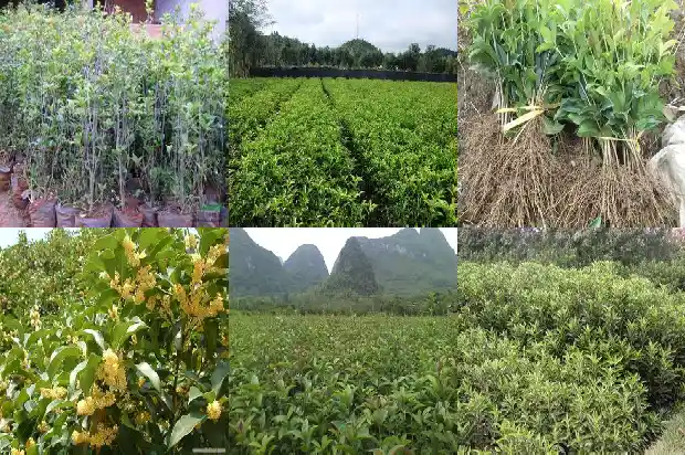 桂花树买哪个品种好看又好养1686442309713