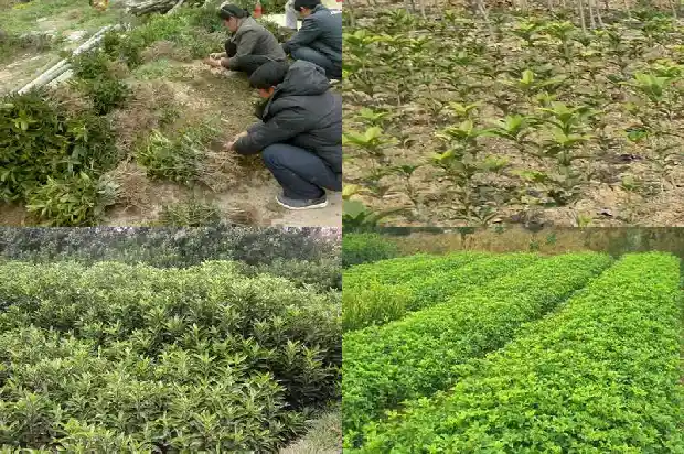 桂花树买哪个品种好活一点1686442371551