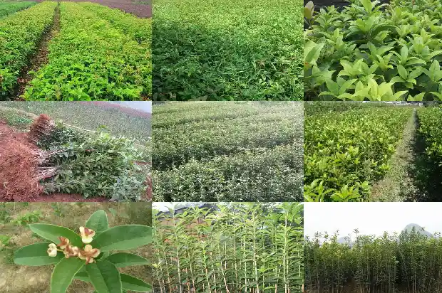桂花树买哪个品种好活一点1686442371599