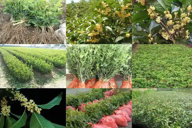 家庭种植桂花树宜选什么品种呢1686442411514