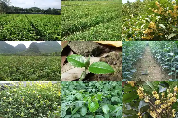 家庭种植桂花树宜选什么品种呢1686442411561