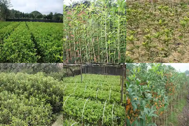 家庭种植桂花树宜选什么品种呢1686442411608