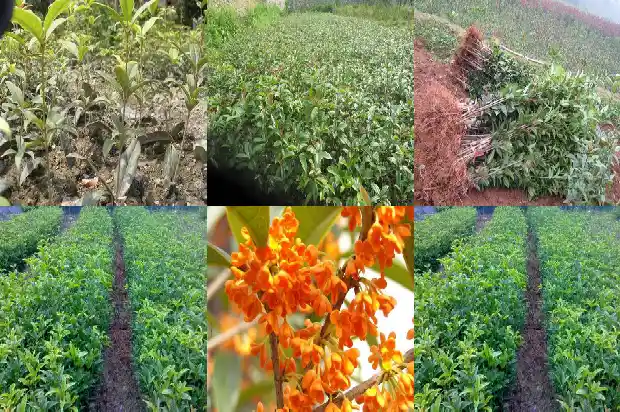 家庭种植桂花树宜选什么品种呢1686442411655