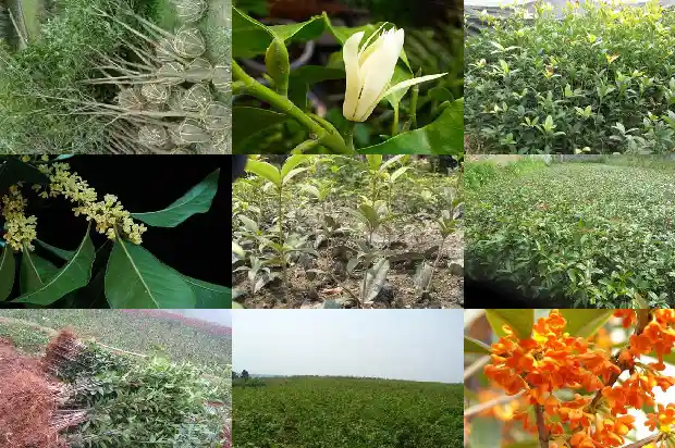 桂花树怎么分品种1686442443362