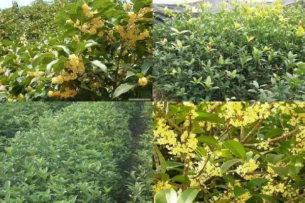 桂花树选什么品种好看又好养1686442531109