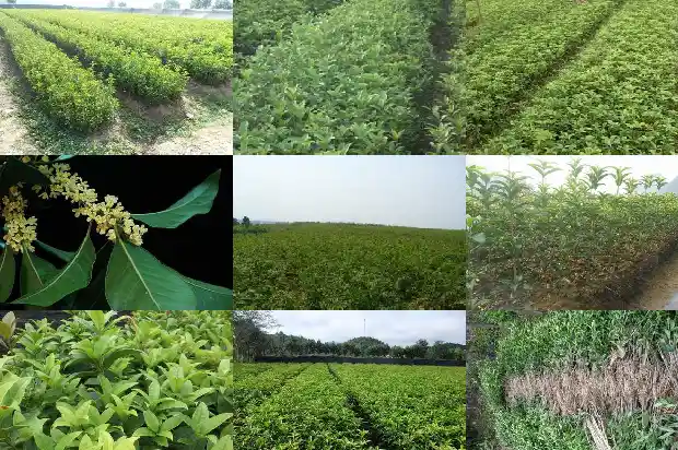 桂花树选什么品种好看又好养1686442531158