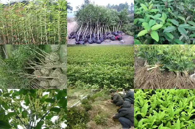 桂花树适合什么盆栽生长1686442576865