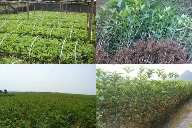 桂花树适合什么盆栽生长1686442576913
