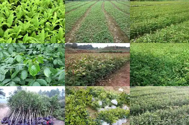 种桂花树用什么盆好1686442595320