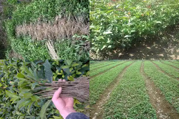 种桂花树用什么盆好1686442595368