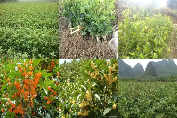 桂花树适合什么花盆养1686442638468