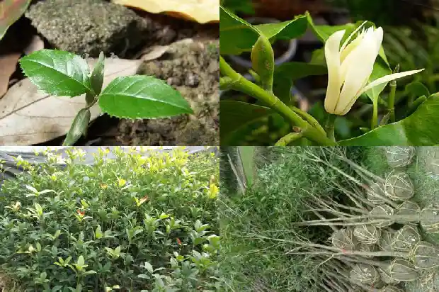 桂花树种在花盆里好不好1686442657229