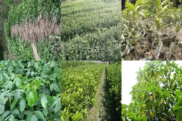 几月份买桂花树苗好容易成活1690504345909