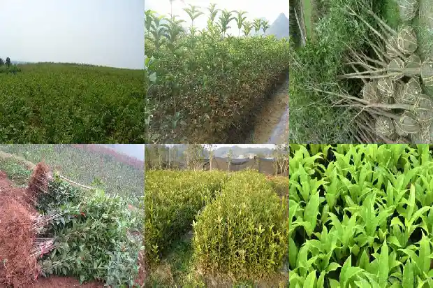 盆栽桂花树用什么盆好1686442676711