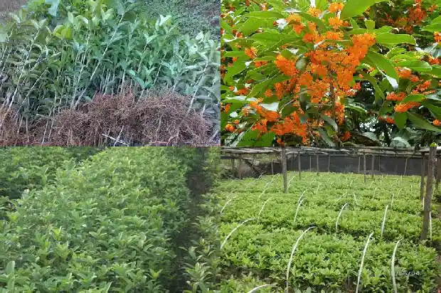 盆栽桂花树用什么盆好1686442676854