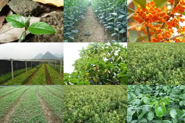 栽桂花树用什么花盆1686442692470