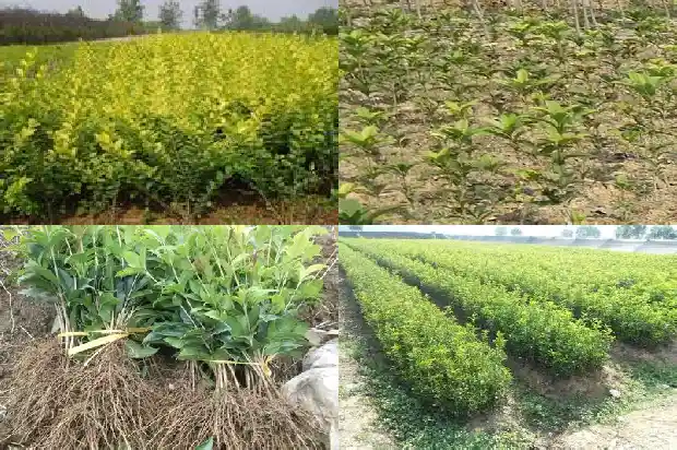 家里盆栽桂花树选哪种好看1686442709968