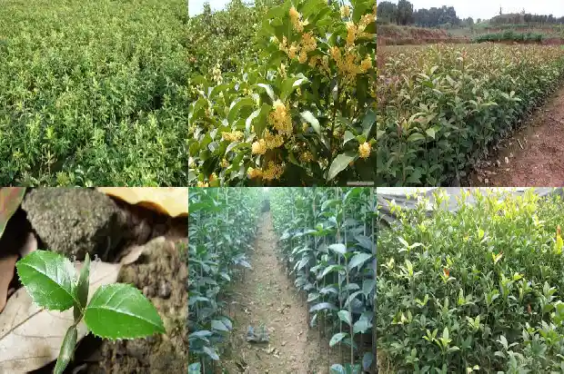 家里盆栽桂花树选哪种好看1686442710014