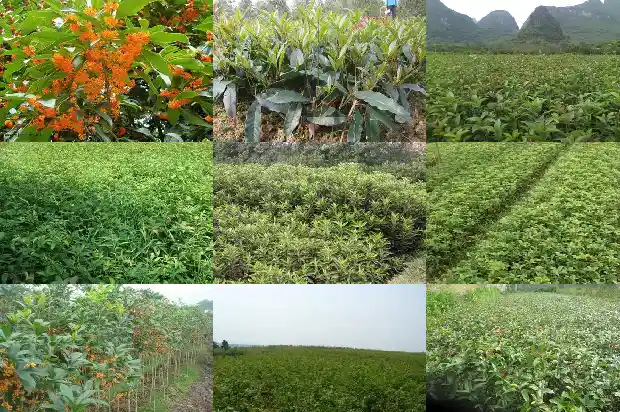 家里盆栽桂花树选哪种好看1686442710061