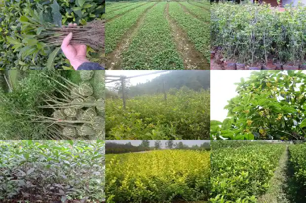 怎么挑选桂花树盆栽呢1686442734385