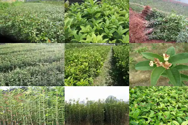 怎么挑选桂花树盆栽呢1686442734433