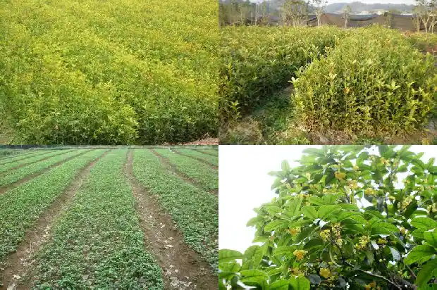 金桂花树品种哪个最好看1686442751982