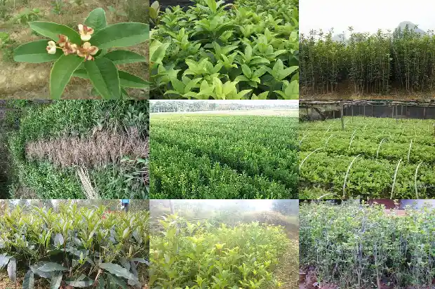 金桂和桂花树一样吗怎么养1686442774102