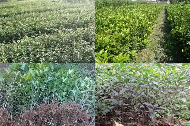 金桂和桂花树一样吗怎么养1686442774150