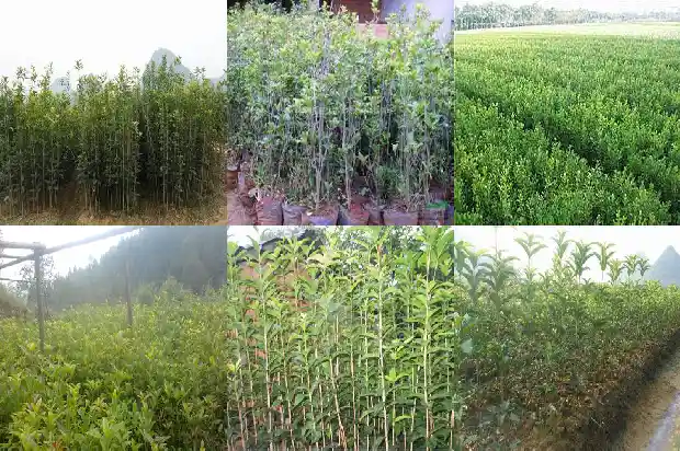 金桂和桂花树一样吗怎么养1686442774197